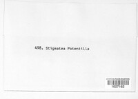 Venturia potentillae image